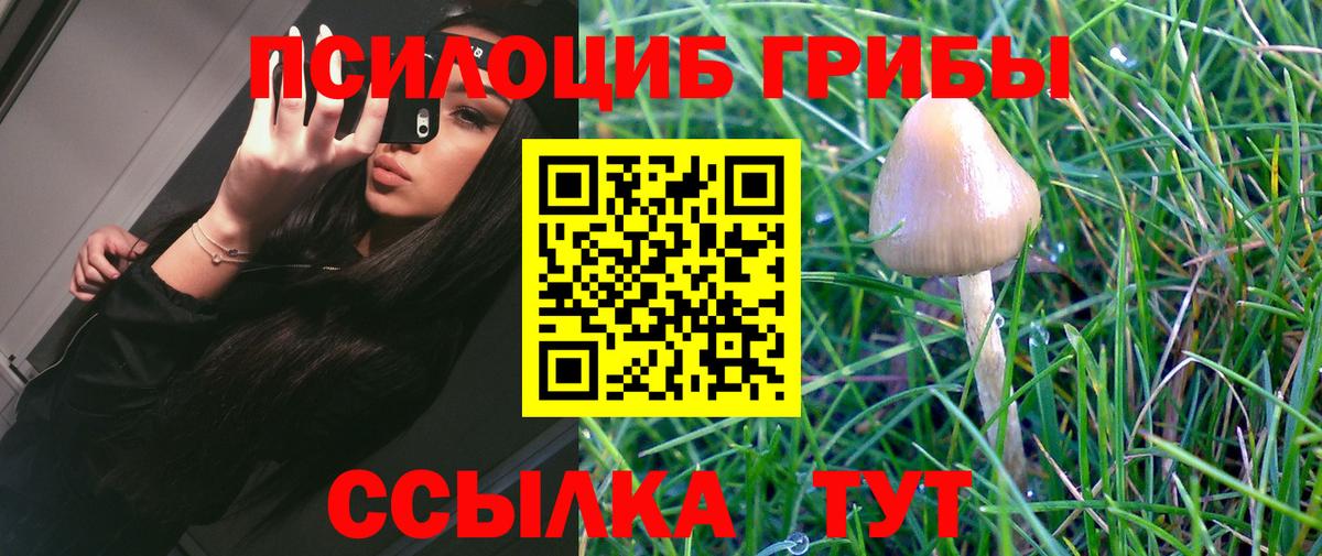 Псилоцибиновые грибы Cubensis  Вход с VPN  Гудермес 